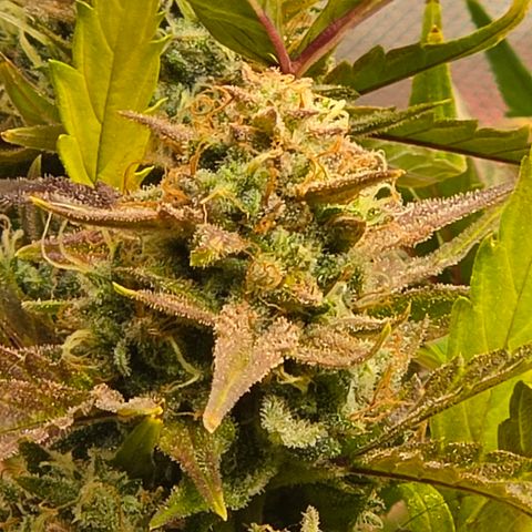 Gold Glue growlog timeline photo