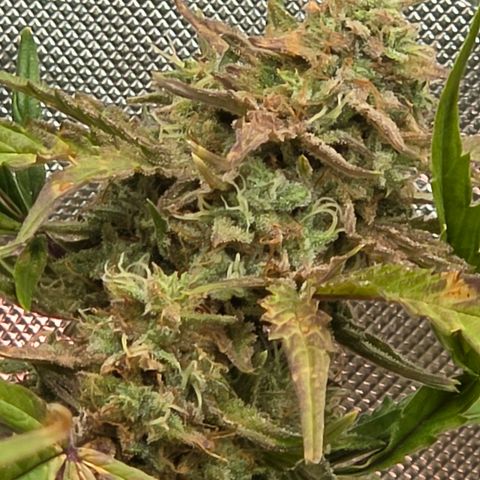 Gold Glue growlog timeline photo