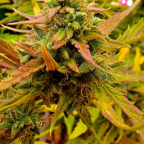 Gold Glue growlog timeline photo