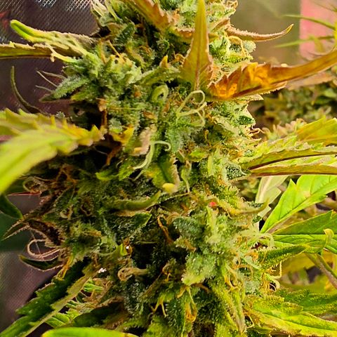 Gold Glue growlog timeline photo