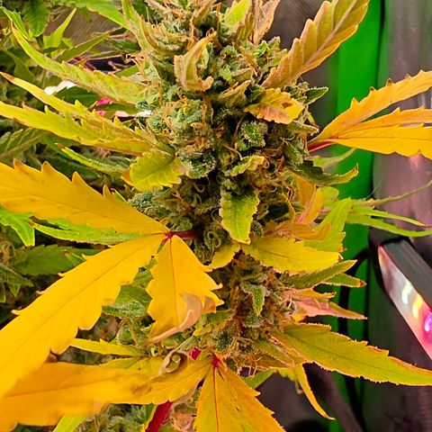 Gold Glue growlog timeline photo