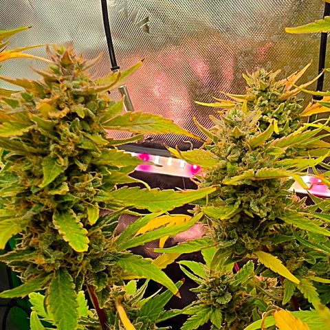 Gold Glue growlog timeline photo