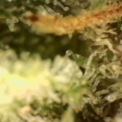 Gold Glue growlog timeline photo