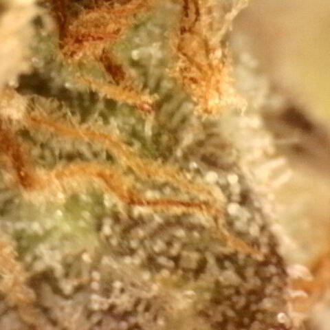 Gold Glue growlog timeline photo