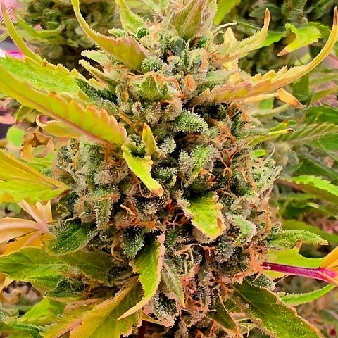 Gold Glue growlog timeline photo