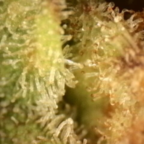 Gold Glue growlog timeline photo