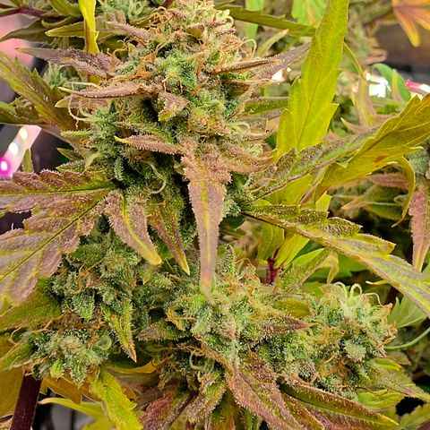Gold Glue growlog timeline photo