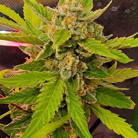 Gold Glue growlog timeline photo