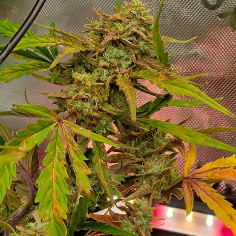 Gold Glue growlog timeline photo