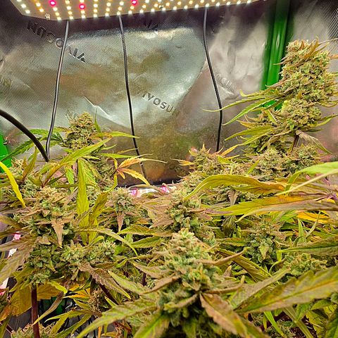 Gold Glue growlog timeline photo