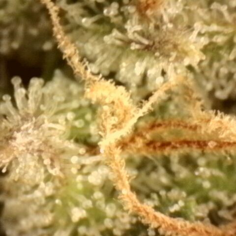 Gold Glue growlog timeline photo