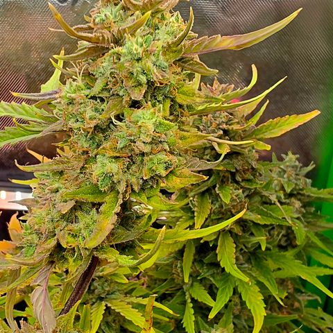 Gold Glue growlog timeline photo
