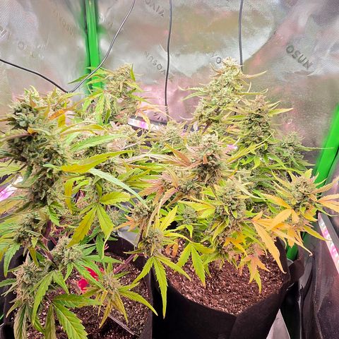 Gold Glue growlog timeline photo