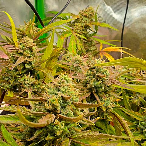 Gold Glue growlog timeline photo