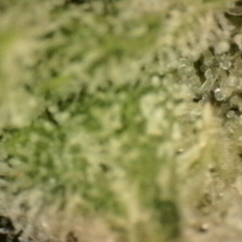 Gold Glue growlog timeline photo