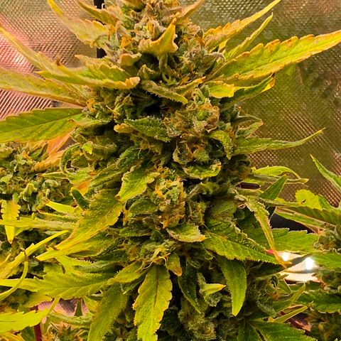 Gold Glue growlog timeline photo