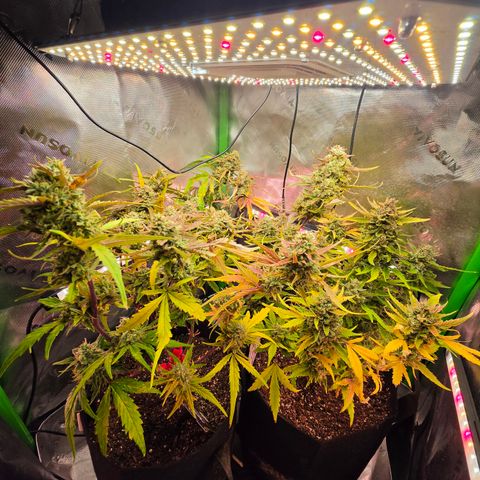 Gold Glue growlog timeline photo