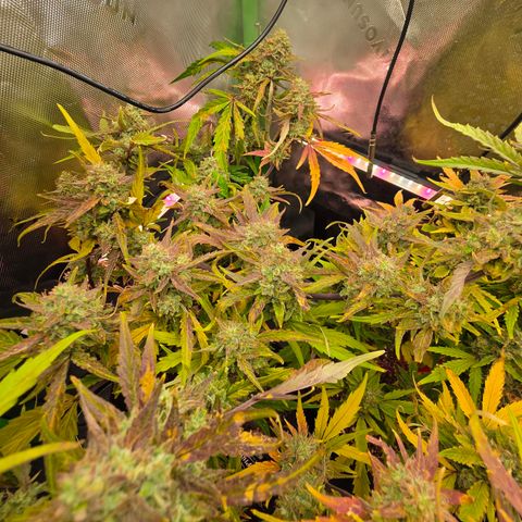 Gold Glue growlog timeline photo