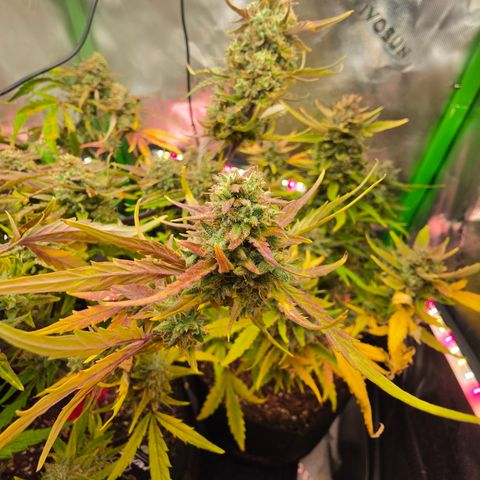 Gold Glue growlog timeline photo