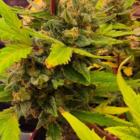Gold Glue growlog timeline photo