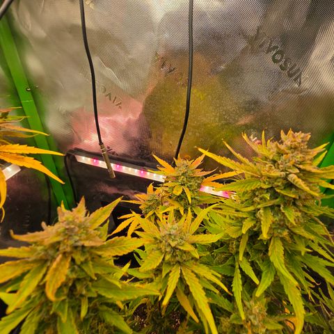 Gold Glue growlog timeline photo