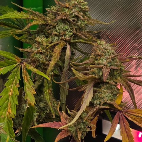 Gold Glue growlog timeline photo