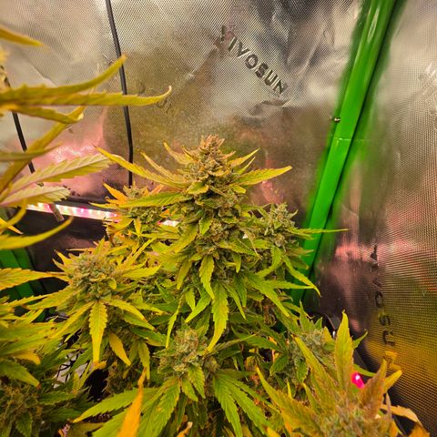 Gold Glue growlog timeline photo