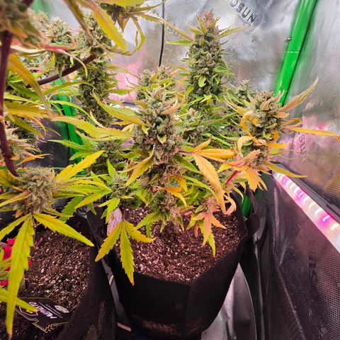 Gold Glue growlog timeline photo