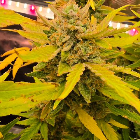 Gold Glue growlog timeline photo