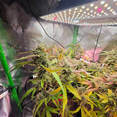 Gold Glue growlog timeline photo