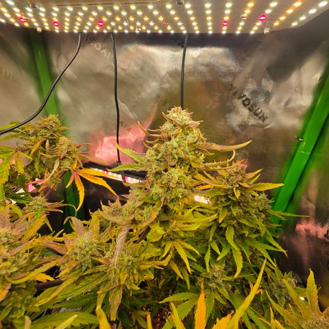 Gold Glue growlog timeline photo