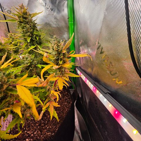 Gold Glue growlog timeline photo