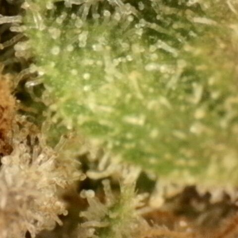 Gold Glue growlog timeline photo
