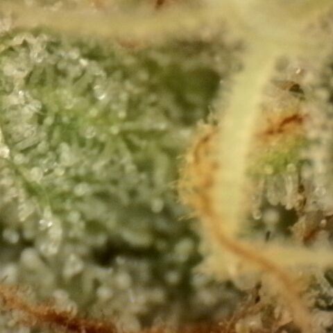 Gold Glue growlog timeline photo