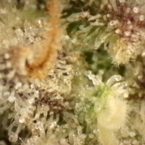 Gold Glue growlog timeline photo