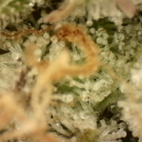 Gold Glue growlog timeline photo