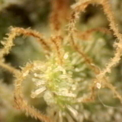 Gold Glue growlog timeline photo