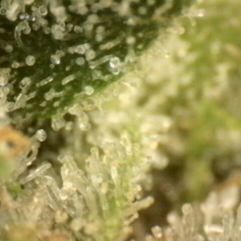 Gold Glue growlog timeline photo