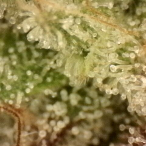 Gold Glue growlog timeline photo