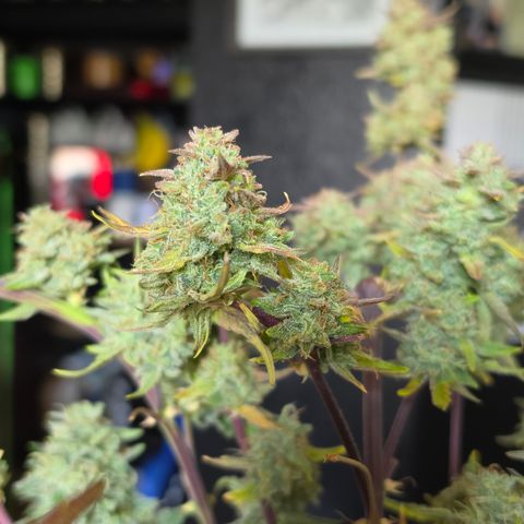 Gold Glue growlog timeline photo