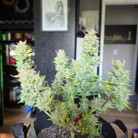 Gold Glue growlog timeline photo