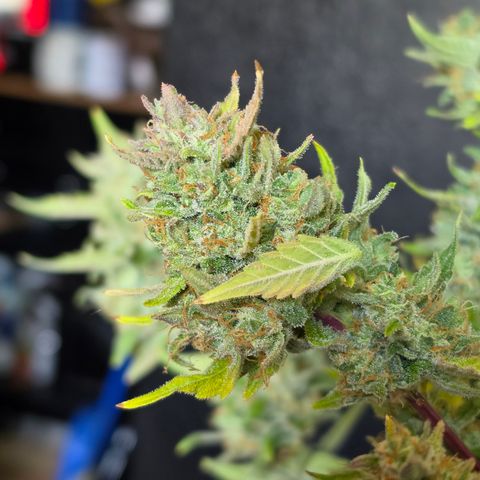 Gold Glue growlog timeline photo