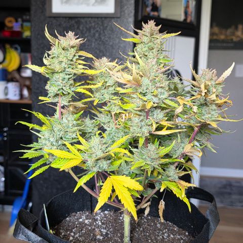 Gold Glue growlog timeline photo