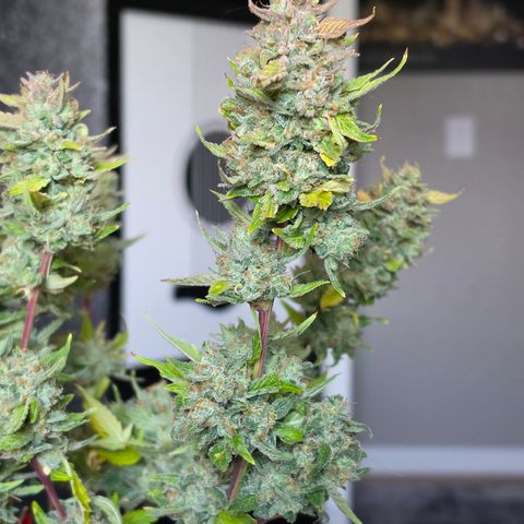 Gold Glue growlog timeline photo