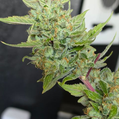 Gold Glue growlog timeline photo
