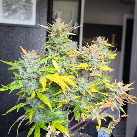 Gold Glue growlog timeline photo