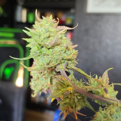 Gold Glue growlog timeline photo