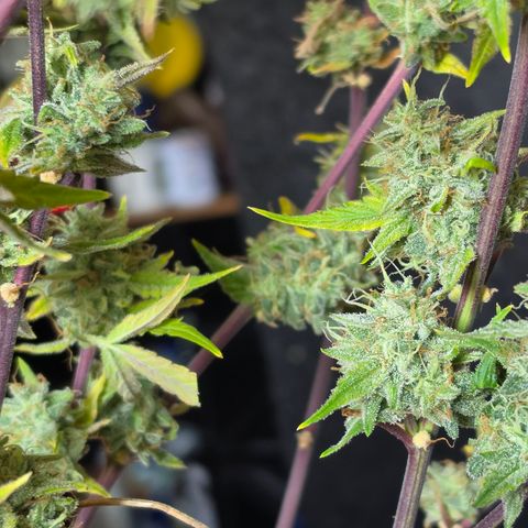 Gold Glue growlog timeline photo