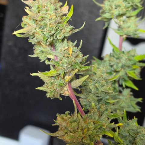 Gold Glue growlog timeline photo
