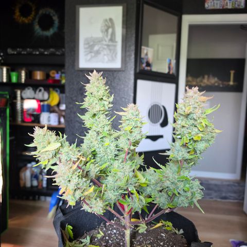 Gold Glue growlog timeline photo